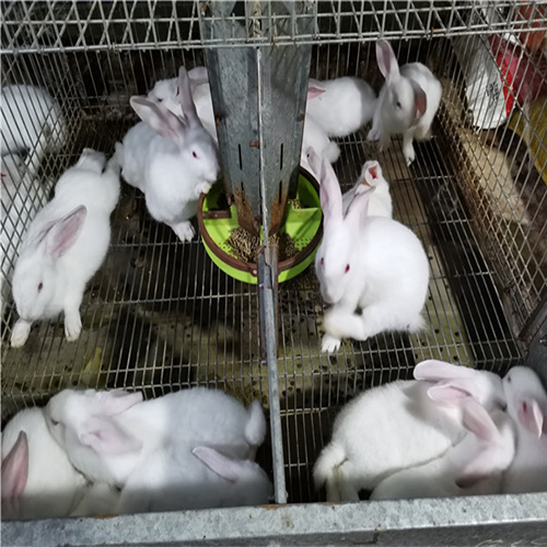 张家口兔苗批发