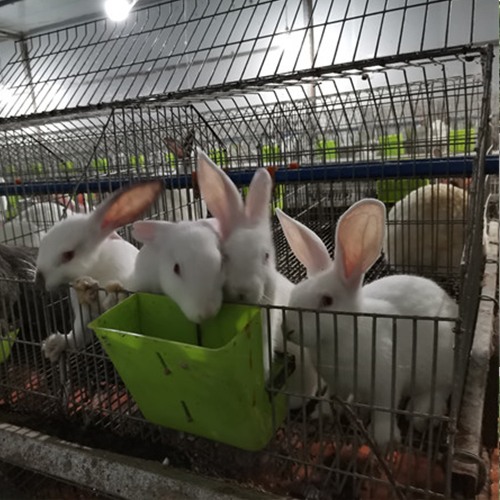 张家界兔子养殖
