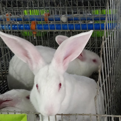 阿拉尔养兔基地